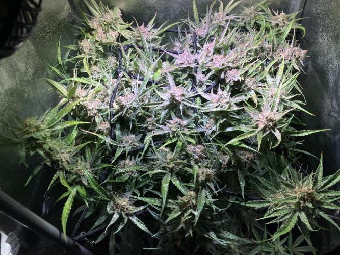 Auto Fractal/ Divine seeds. Week 9