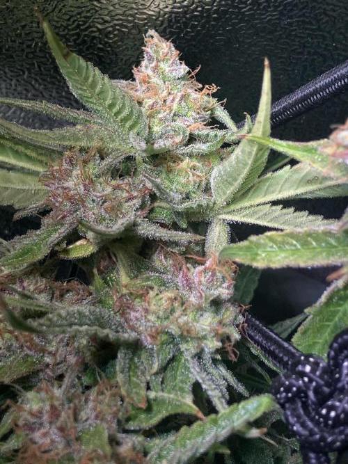 Auto Fractal/ Divine seeds. Week 8