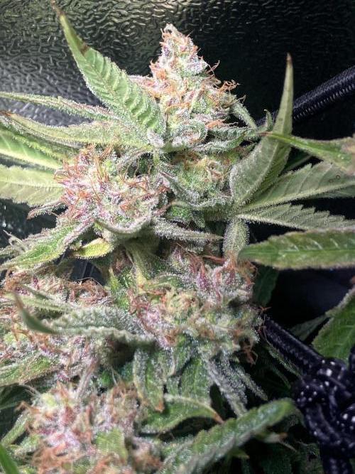 Auto Fractal/ Divine seeds. Week 8