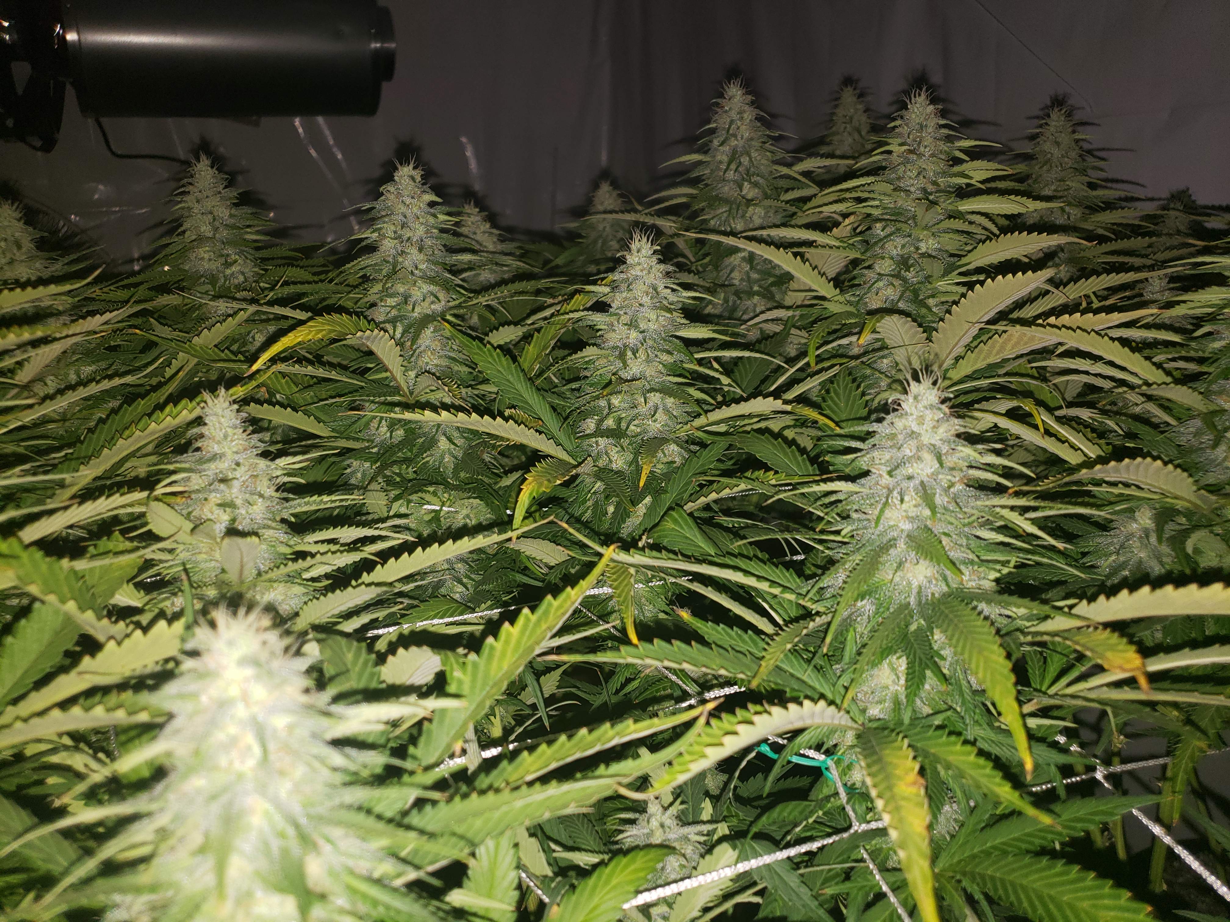 ILGM Blackberry Kush grow diary (journal) week12 by MaximusVerde
