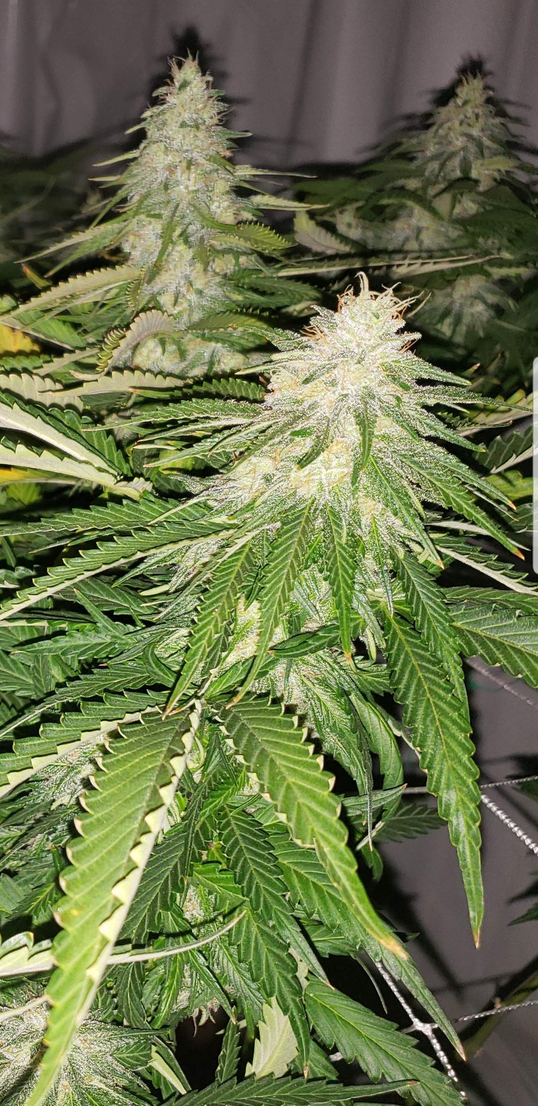 ILGM Blackberry Kush grow diary (journal) week12 by MaximusVerde