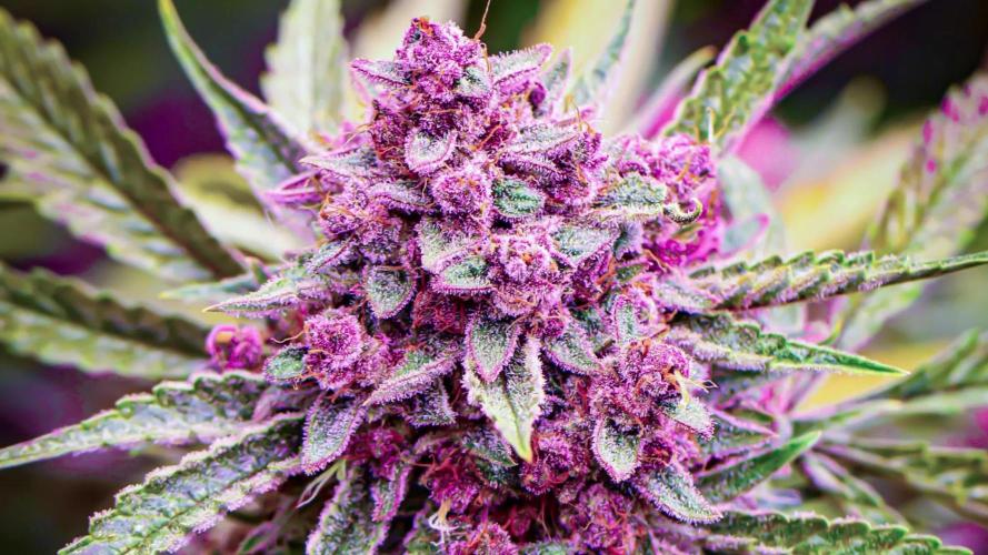 Lemon Cherry Cookies Auto Fast Buds