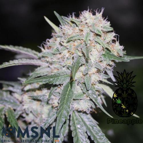 Pineapple Express by MSNL Seeds