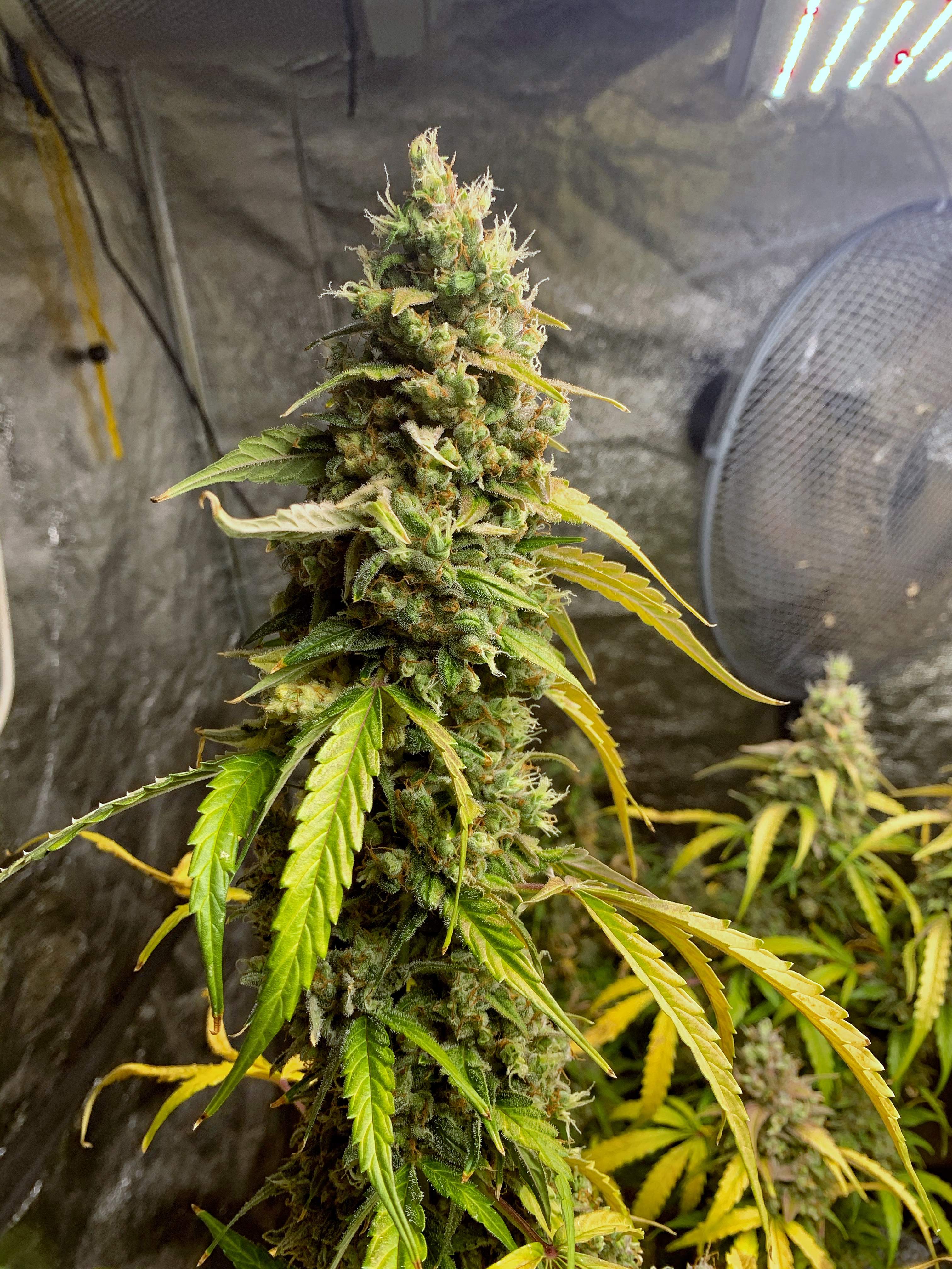 Fast Buds Jack Herer Auto grow diary (journal) week11 by BigDaddyK