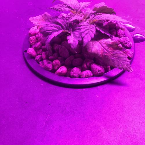 Sour diesel dwc grow. Week 2