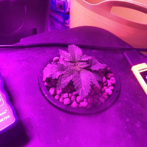 Sour diesel dwc grow. Week 2