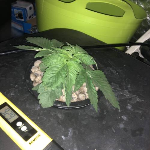 Sour diesel dwc grow. Week 3