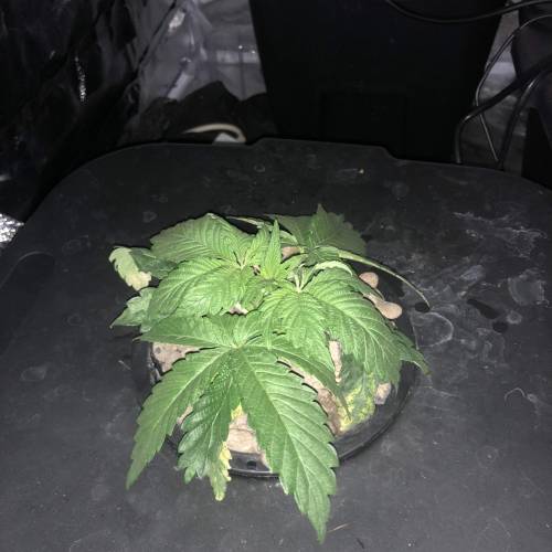 Sour diesel dwc grow. Week 3