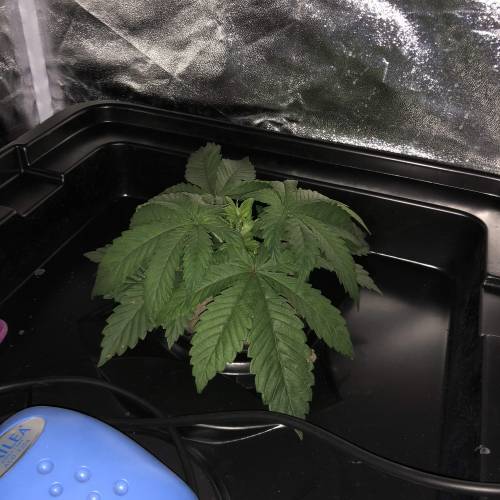 Sour diesel dwc grow. Week 4