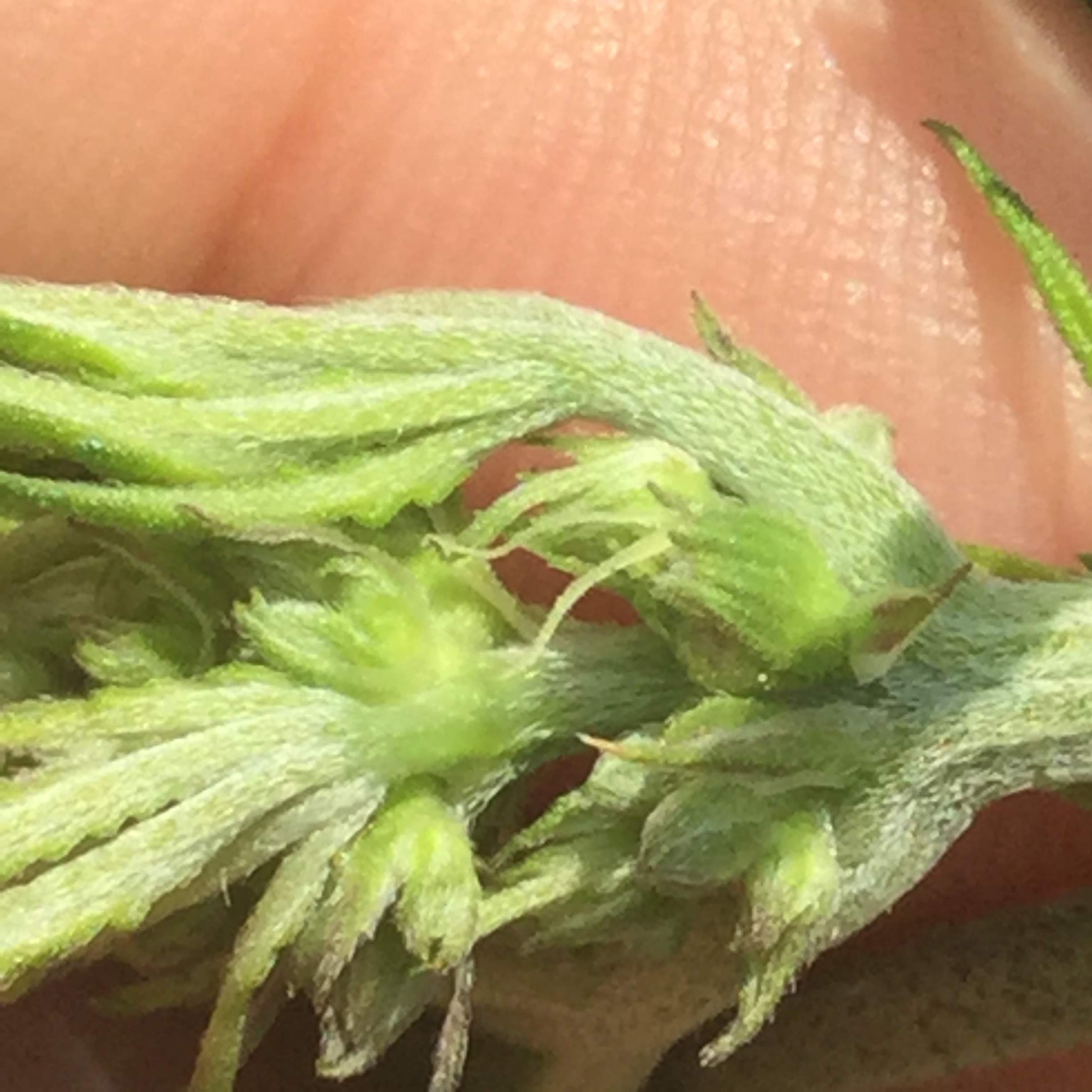 Mr.Nice Mango Haze grow diary (journal) week9 by victor_lion GrowDiaries