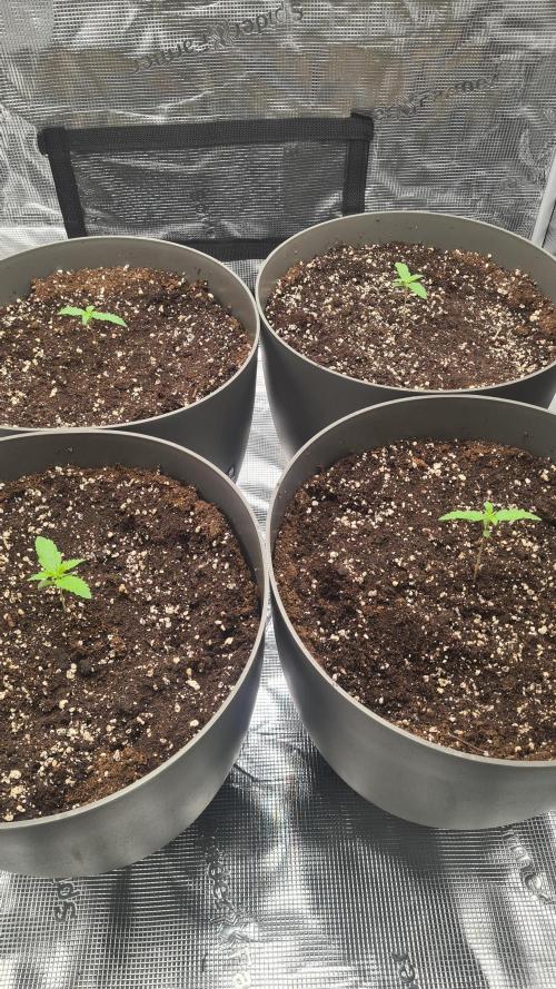Gorilla Cookies.. Week 1