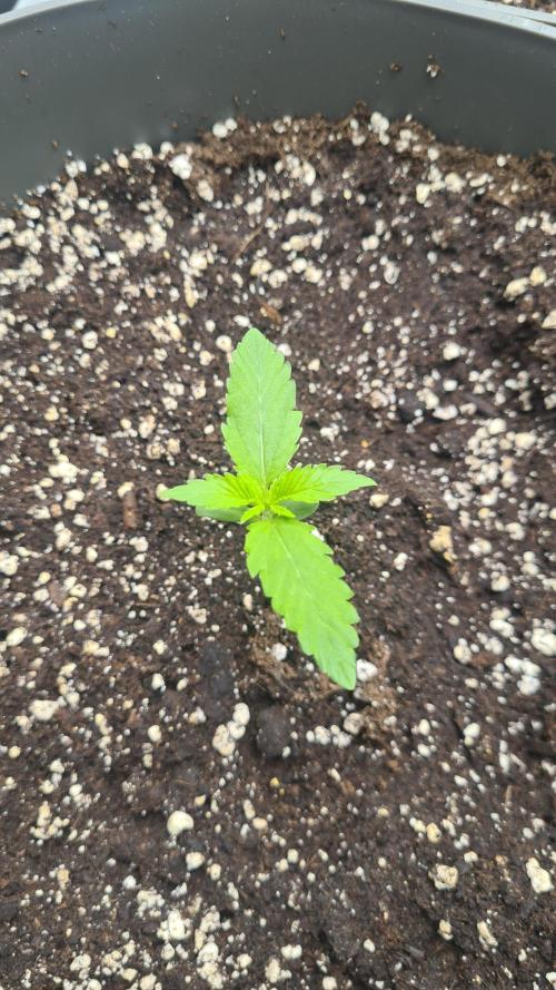 Gorilla Cookies Auto. Week 1