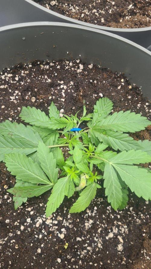 Gorilla Cookies.. Week 2