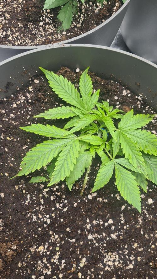 Gorilla Cookies.. Week 2