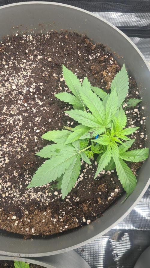 Gorilla Cookies.. Week 2