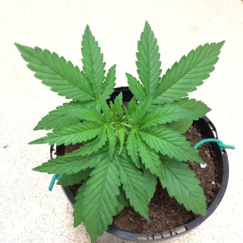 BCNL Producer #3. Week 4