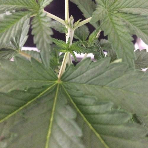 BCNL Producer #3. Week 4