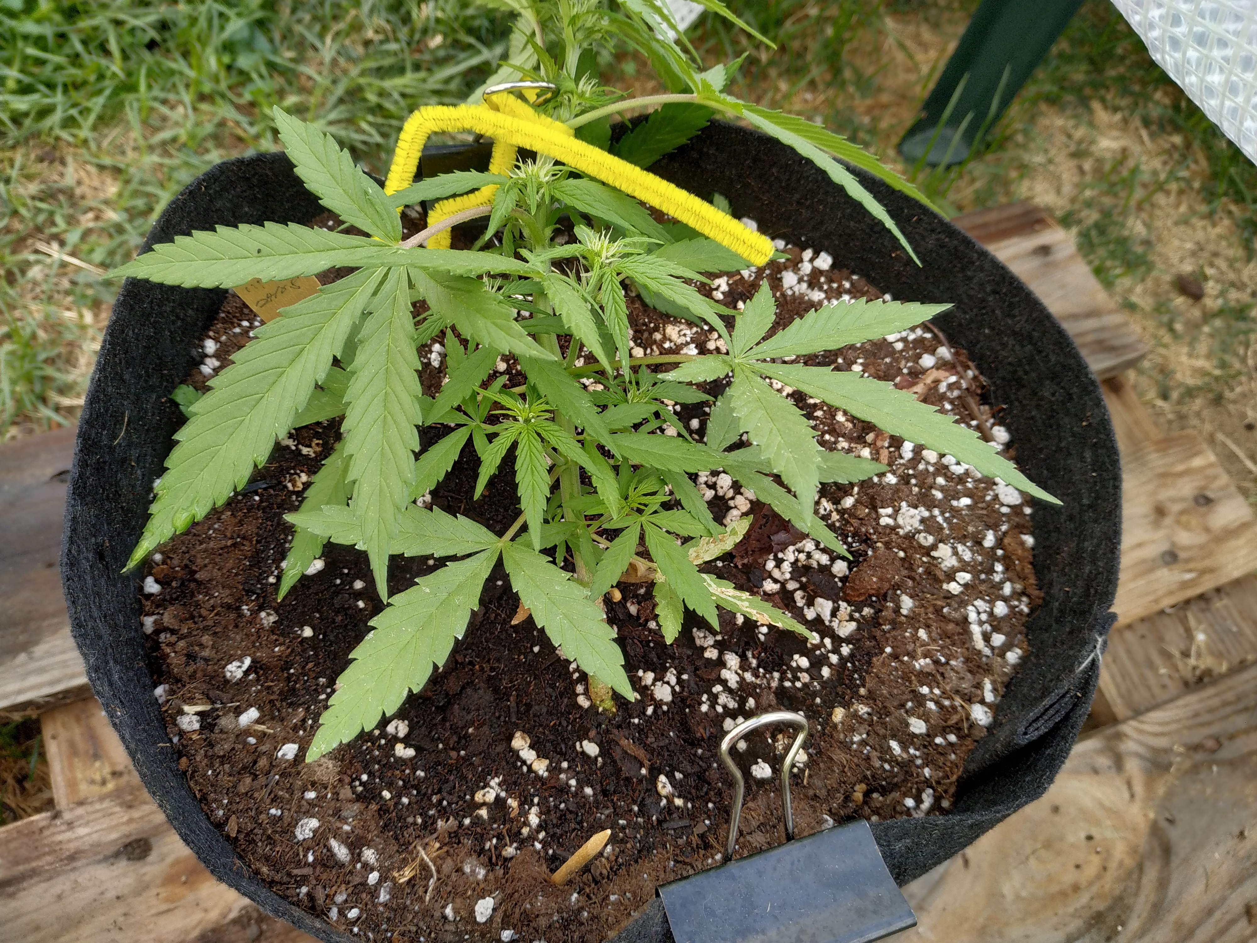 Sweet Seeds Cream Mandarine Auto grow diary (journal) week6 by matzouf