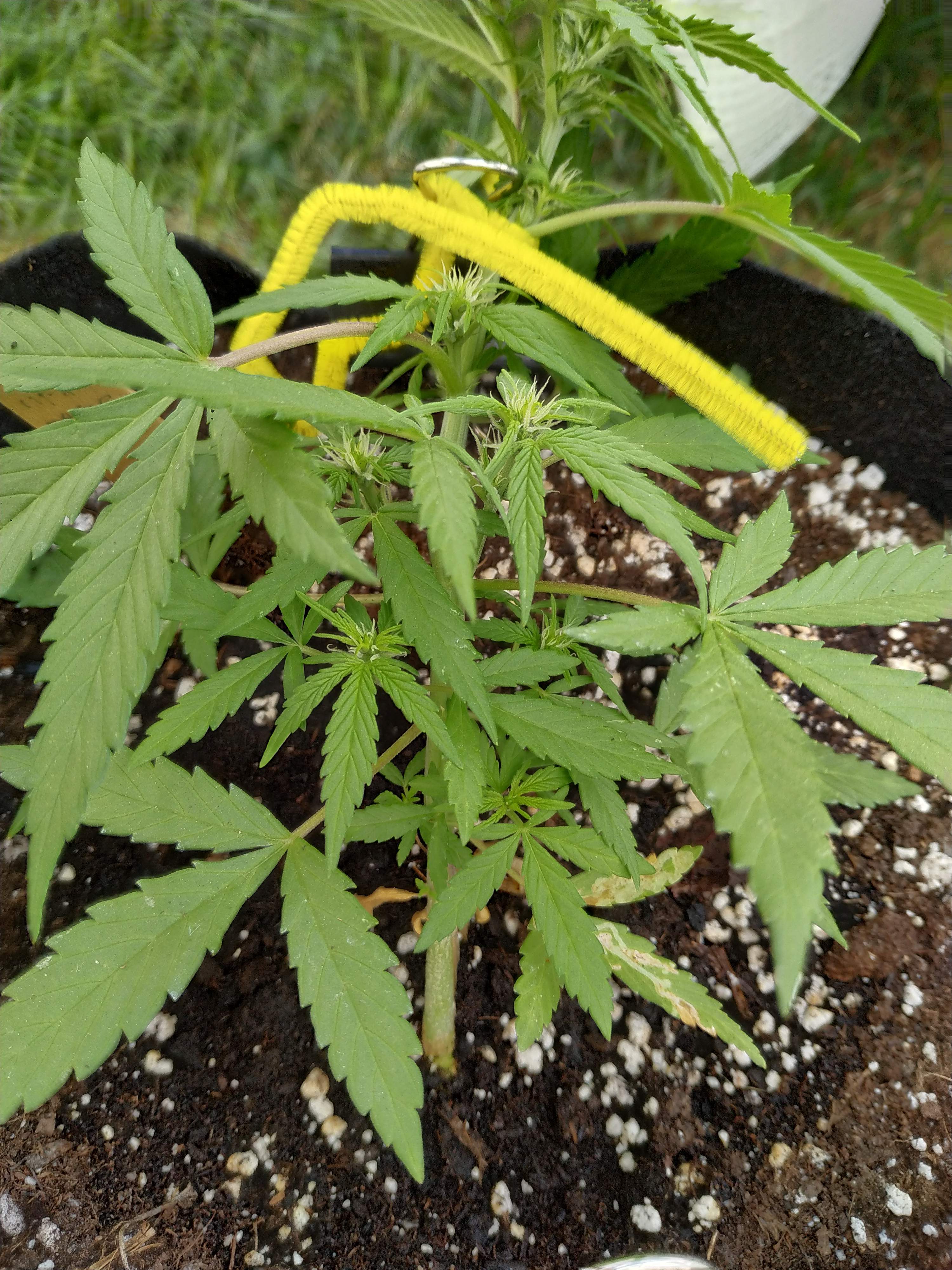 Sweet Seeds Cream Mandarine Auto grow diary (journal) week6 by matzouf