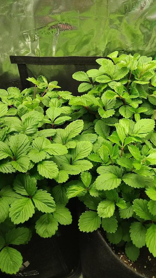 Fraises des bois 🍓