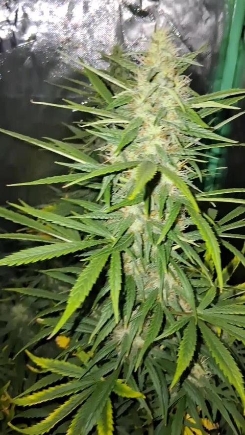 Frosted guava auto 2d run