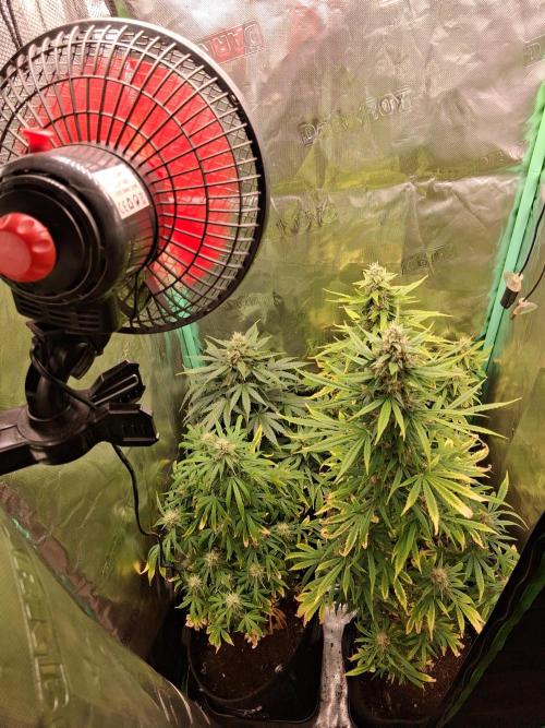 Frosted guava auto 2d run. Week 9 - Lundi