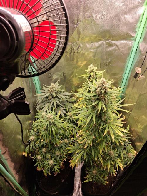 Frosted guava auto 2d run. Week 9 - Mardi