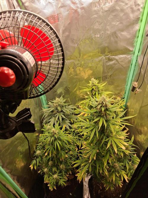 Frosted guava auto 2d run. Week 9 - Mercredi 