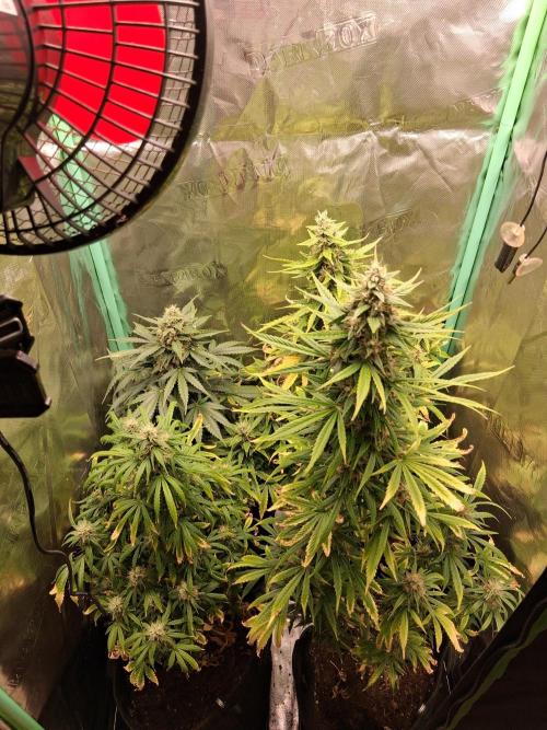 Frosted guava auto 2d run. Week 9 - Jeudi 