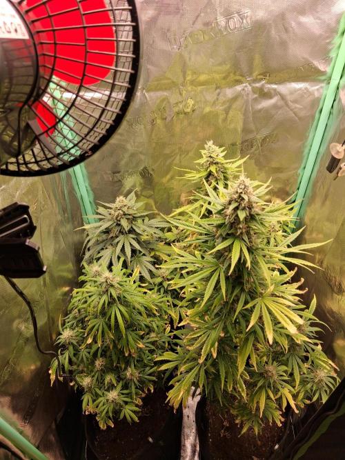 Frosted guava auto 2d run. Week 9 - Vendredi 