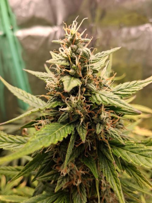 Frosted guava auto 2d run. Week 9 - Samedi 