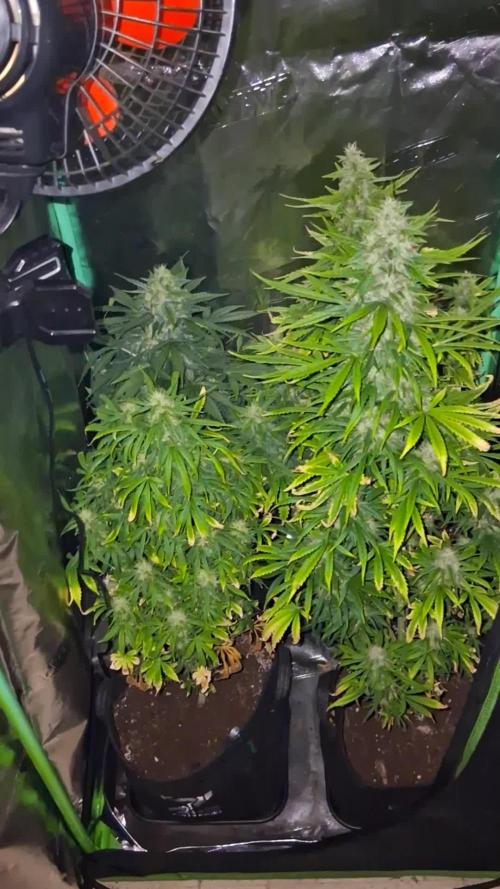 Frosted guava auto 2d run