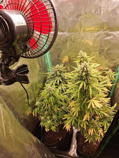 Frosted guava auto 2d run. Week 10