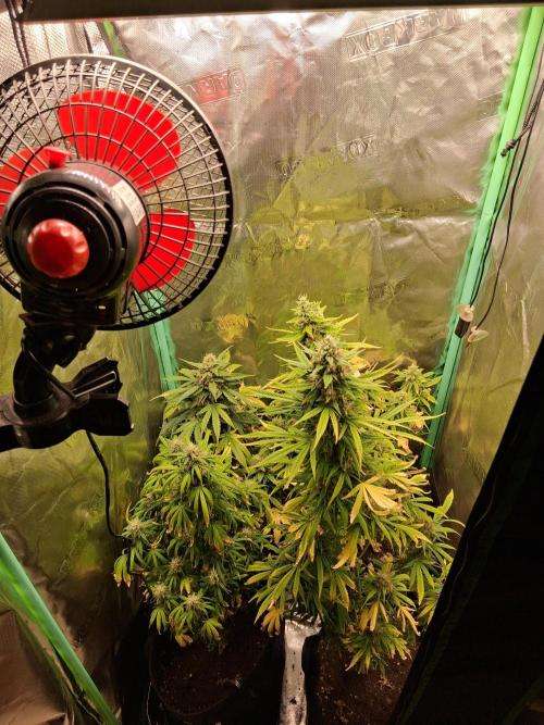 Frosted guava auto 2d run. Week 10