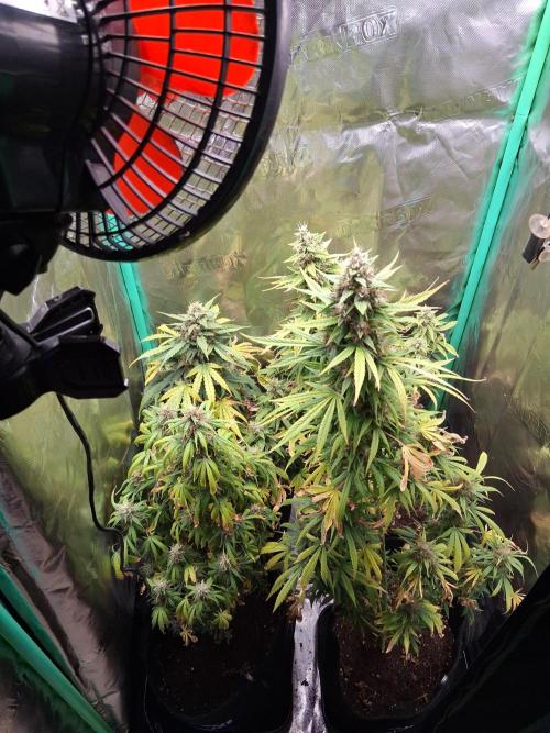 Frosted guava auto 2d run. Week 10