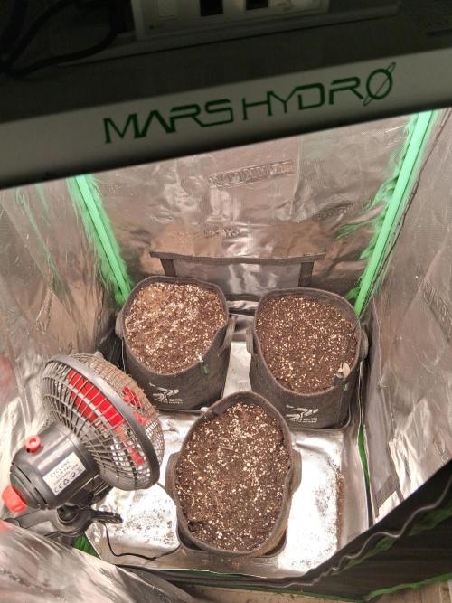 godfeather og f1 auto. Week 0