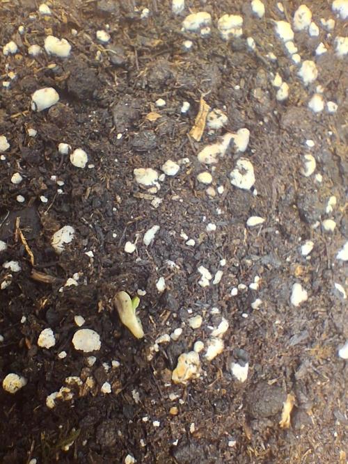 godfeather og f1 auto. Week 0