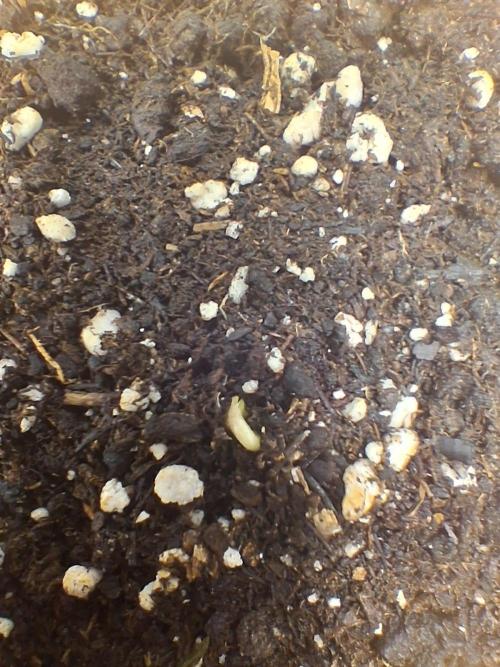 godfeather og f1 auto. Week 0