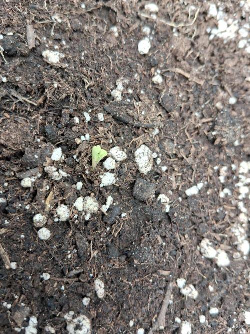 godfeather og f1 auto. Week 0