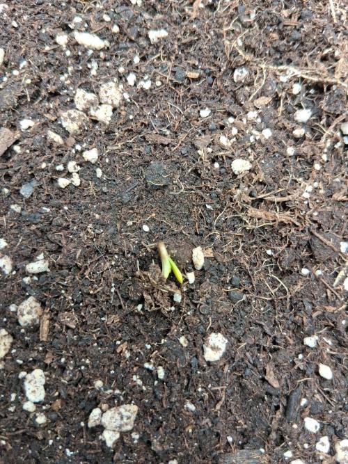 godfeather og f1 auto. Week 0