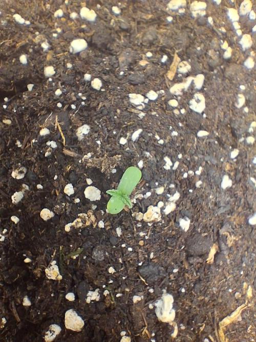 godfeather og f1 auto. Week 0