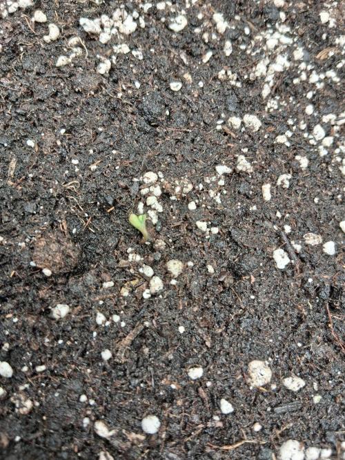 godfeather og f1 auto. Week 0