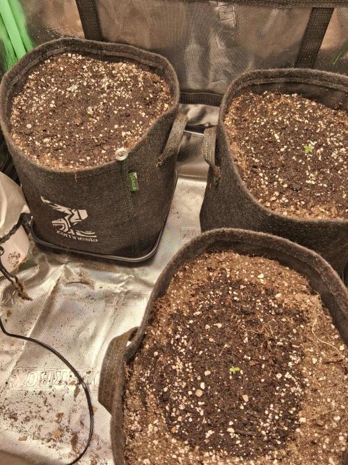 godfeather og f1 auto. Week 0