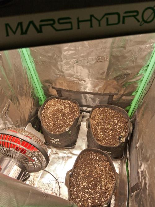 godfeather og f1 auto. Week 0