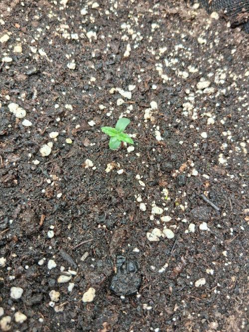 godfeather og f1 auto. Week 0