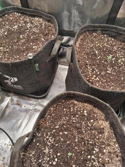 godfeather og f1 auto. Week 0