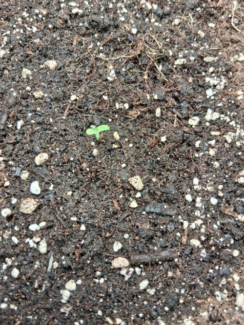 godfeather og f1 auto. Week 0