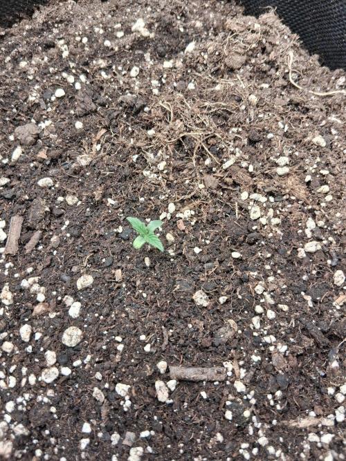 godfeather og f1 auto. Week 0