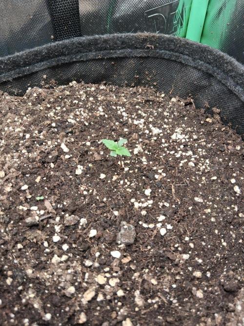 godfeather og f1 auto. Week 0