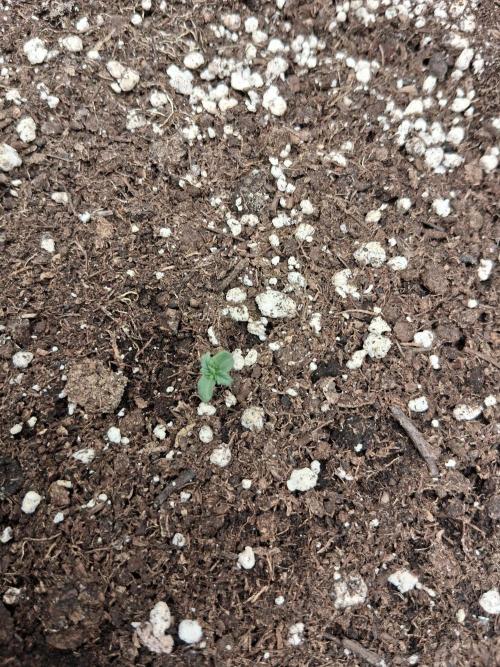 godfeather og f1 auto. Week 0